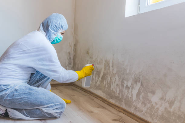 Licensed Black Mold Removal service in Roseland, NJ - WQB Mold Removal