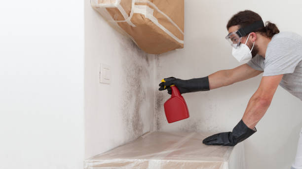 Professional Black Mold Removal technician working in Roseland, NJ