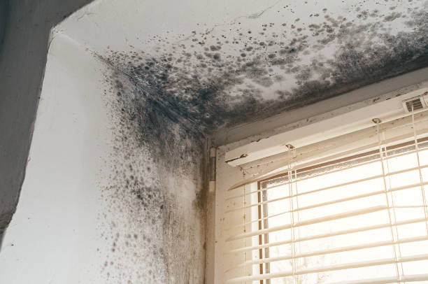 Affordable Black Mold Removal solutions in Roseland, NJ